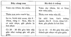 Phân biệt giữa hà thủ ô trắng và dây càng cua